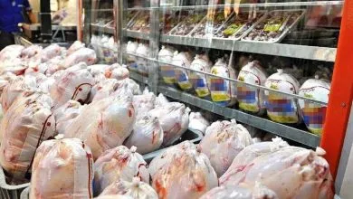 قیمت تمام شده هر کیلو مرغ چقدر است؟ | صادرات مرغ به زودی آغاز می‌شود