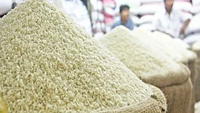 برنج هاشمی، طارم، عنبر بو و شیرودی کیلویی چند؟ + جدول قیمت انواع برنج ایرانی